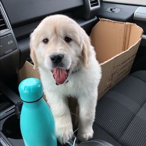 Meet your Posher, Elizabeth